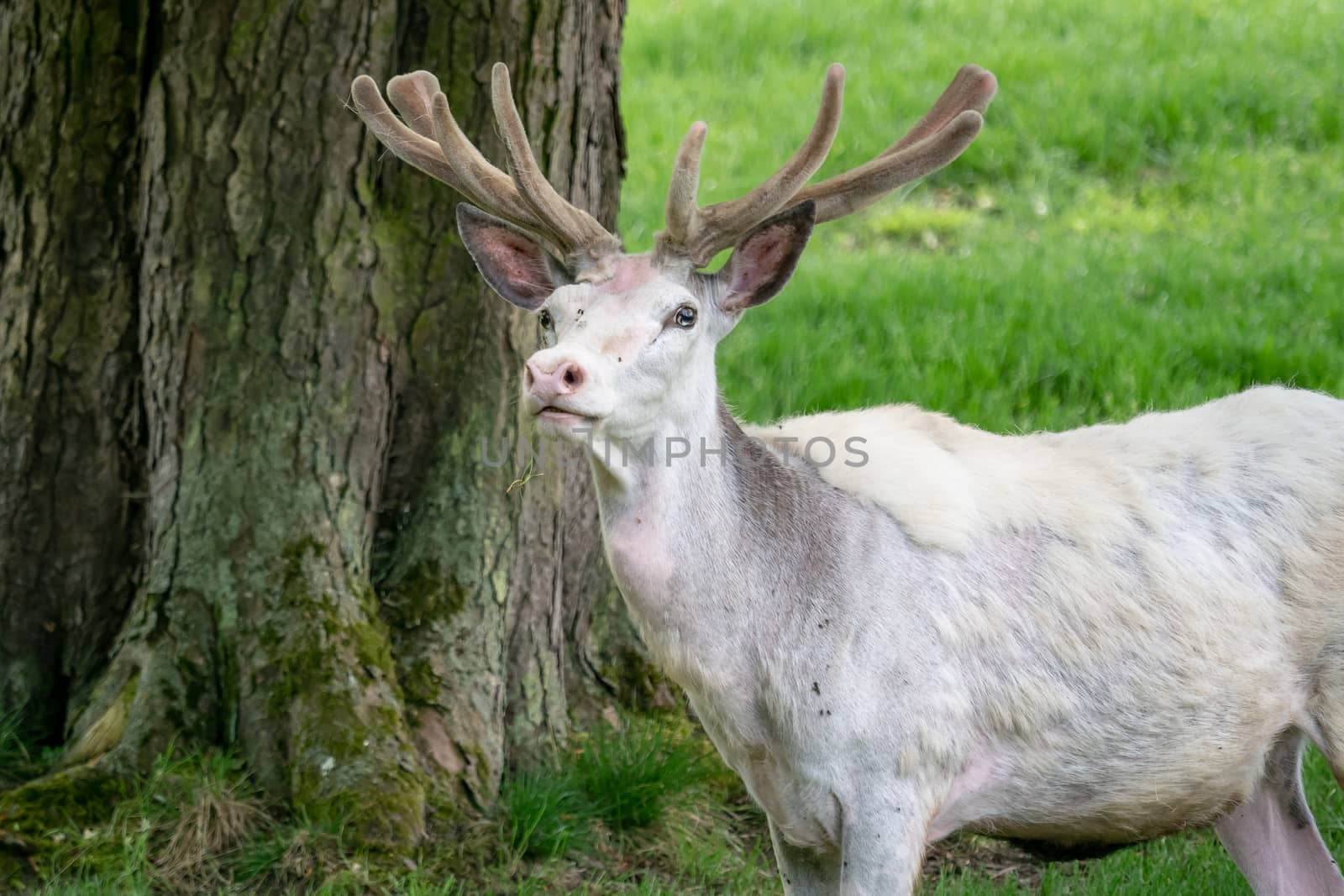 White fallow deer in nature. Rare albino fallow deer (Dama dama) by xtrekx