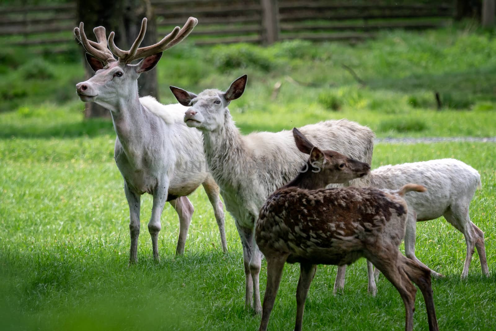 Herd of white fallow deer in nature. Rare albino fallow deer (Dama dama).