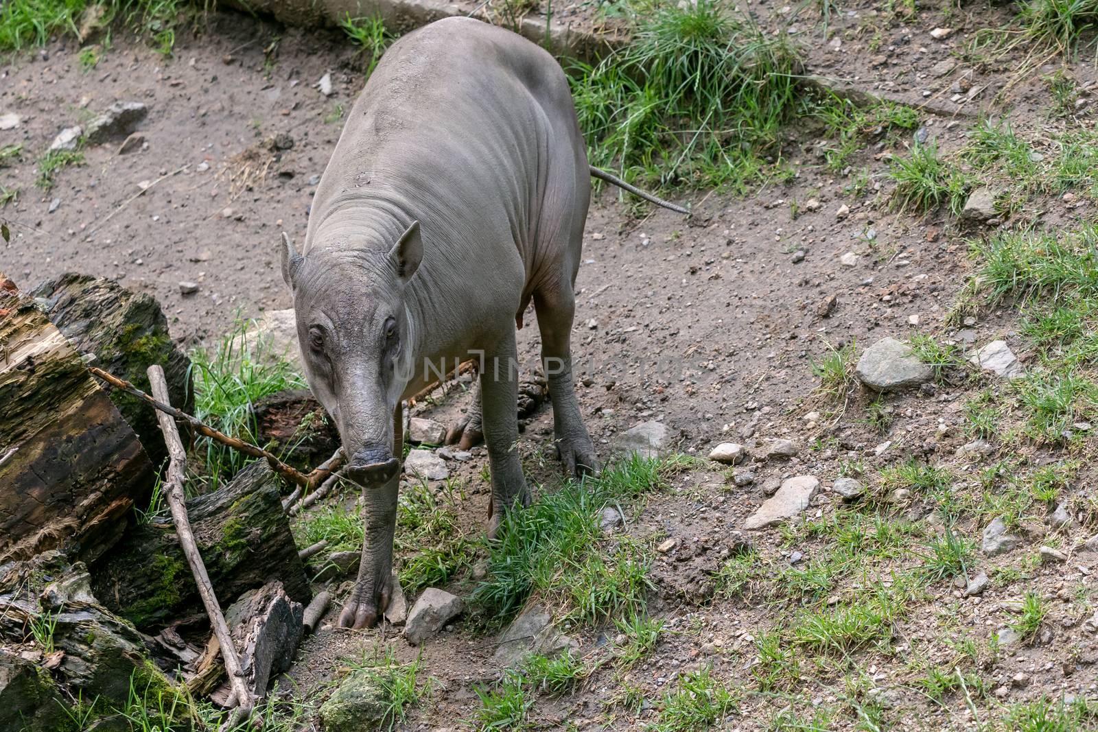 Babirusa Celebes (Babyrousa babyrussa) endangered animal species. Female Buru bairusa