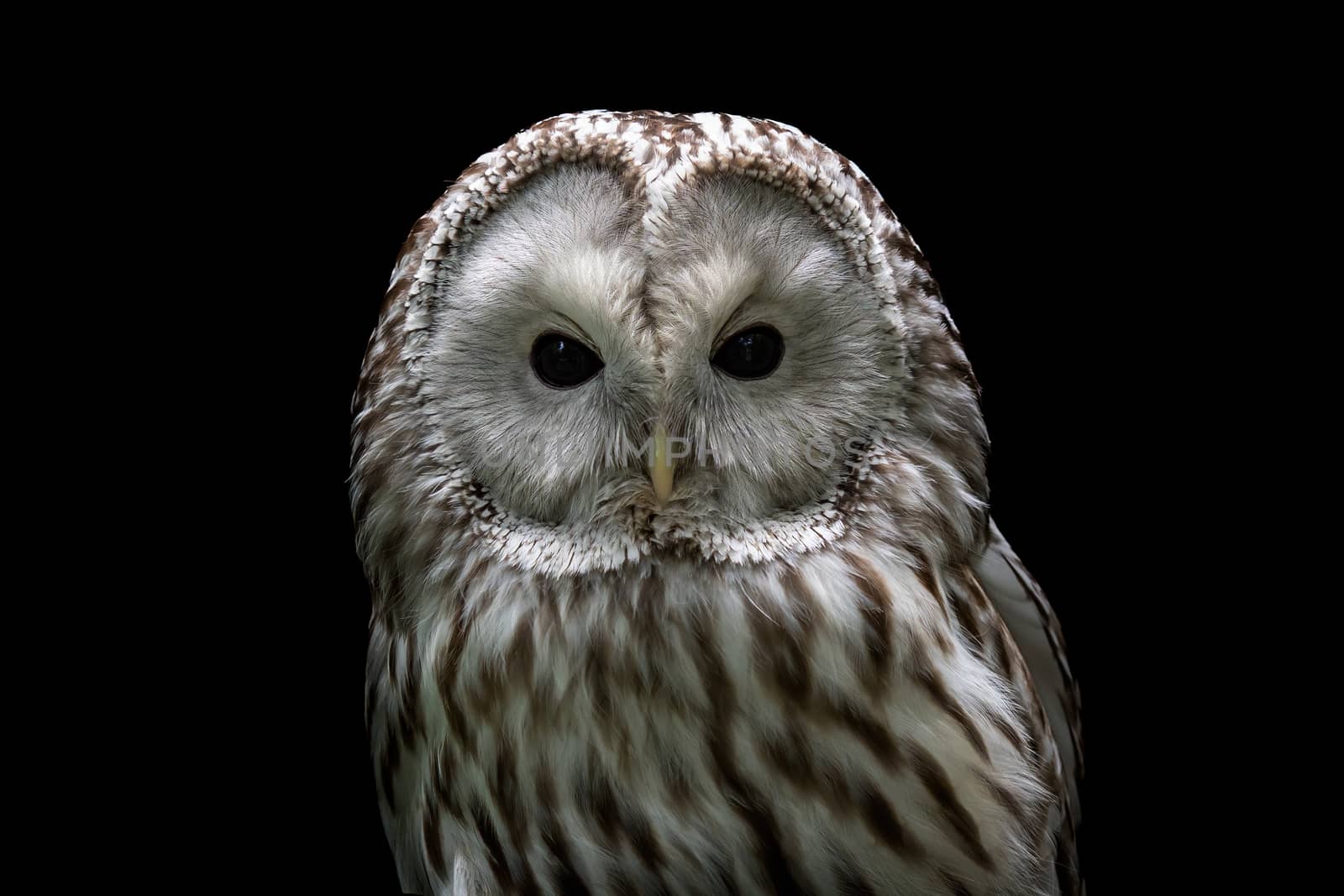 Ural owl (Strix uralensis). Nocturnal owl on black background