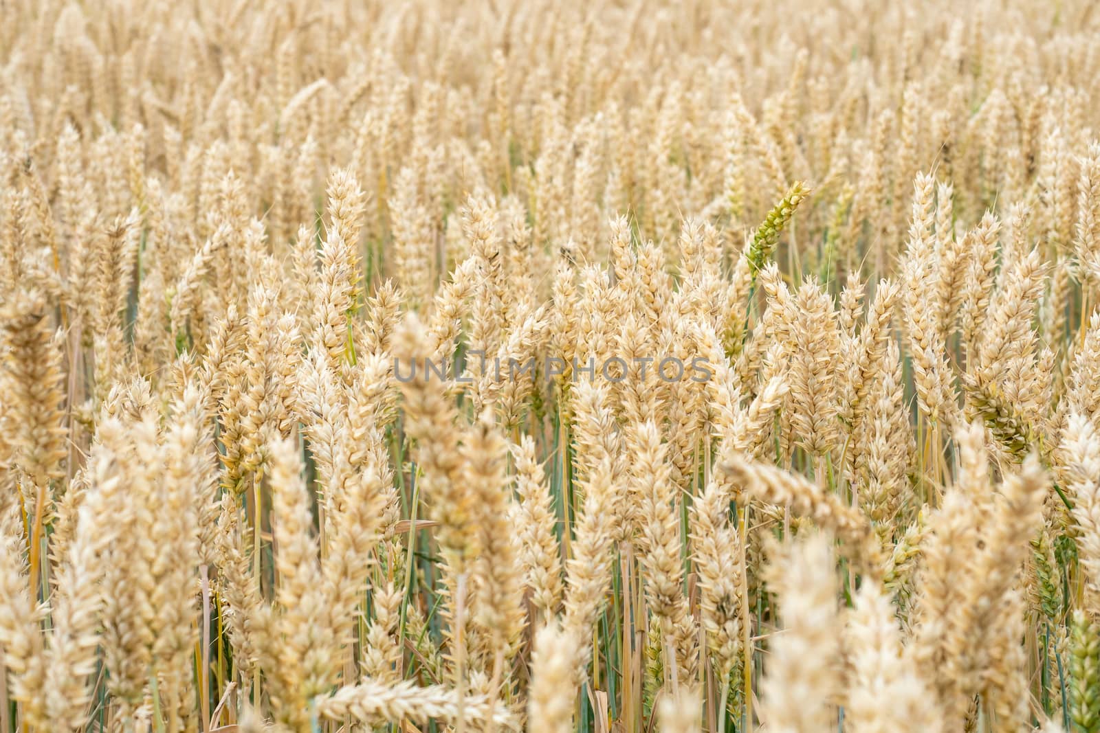 Wheat field. Golden ears of wheat on the field. Background of ripening ears of meadow wheat field. Rich harvest Concept