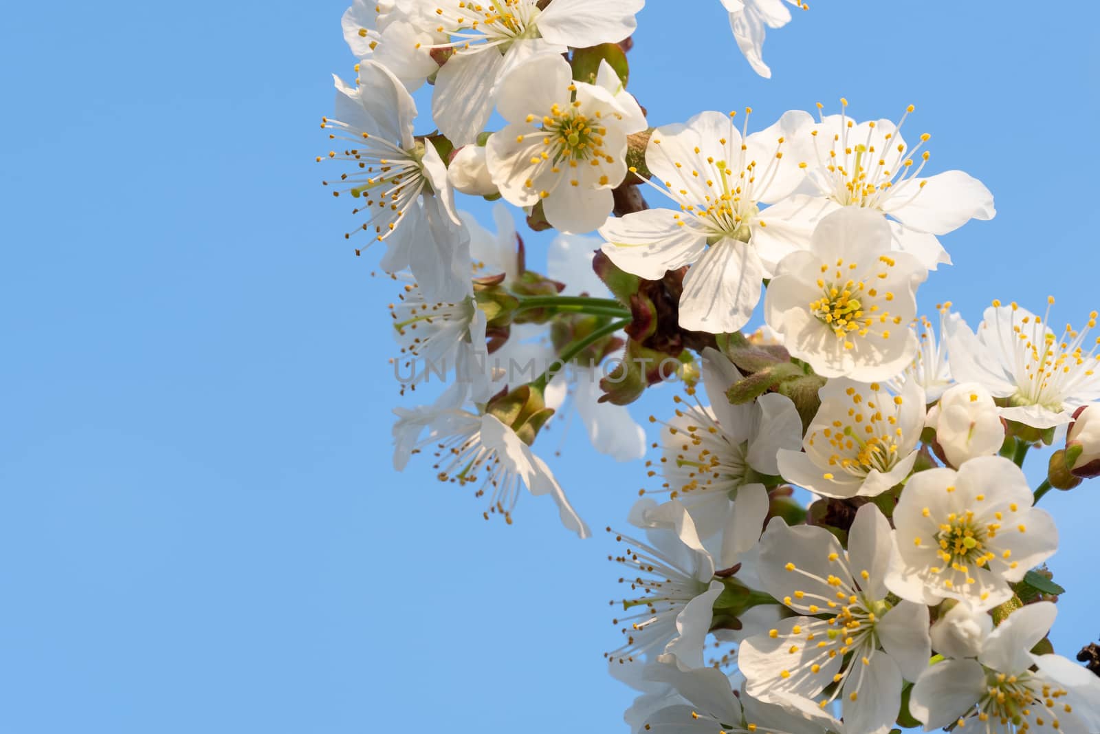 Cherry Blossoms on a blue sky. Spring floral background. Cherry flowers blossoming in the springtime.