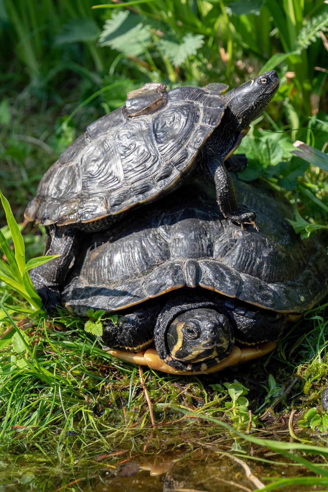 Turtles lying on the grass. Group of red-eared slider (Trachemys scripta elegans) in pond.