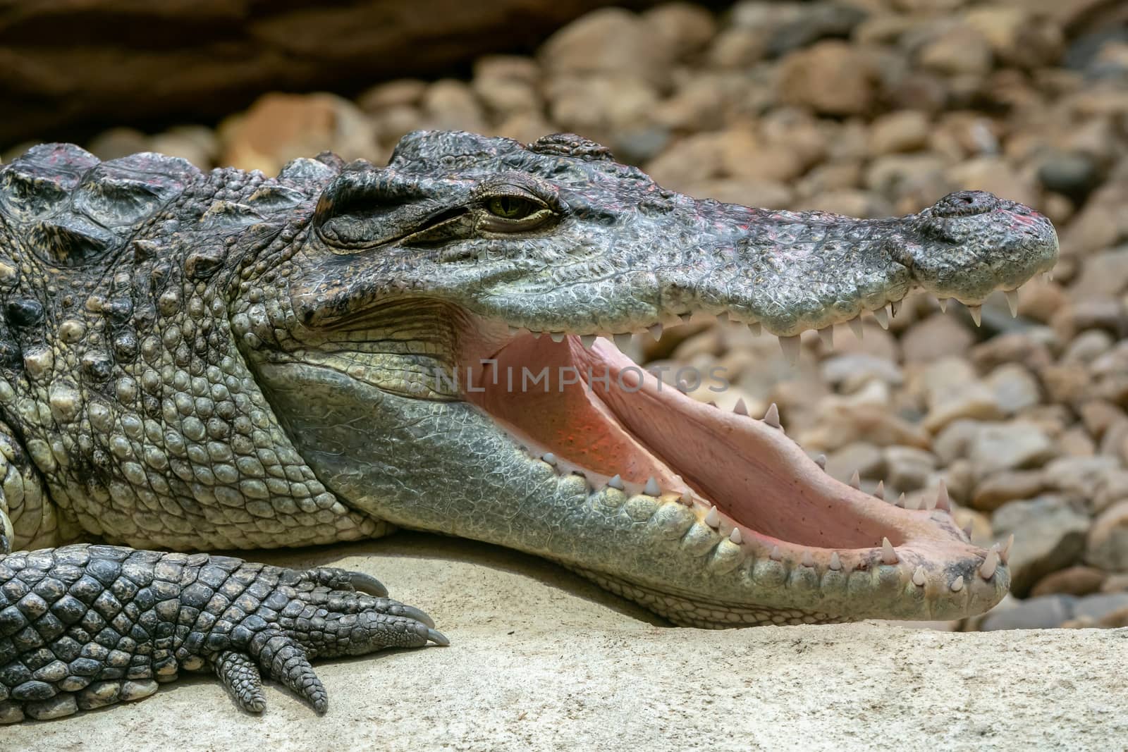 Siamese crocodile with open mouth (Crocodylus siamensis). Big mouth full of teeth