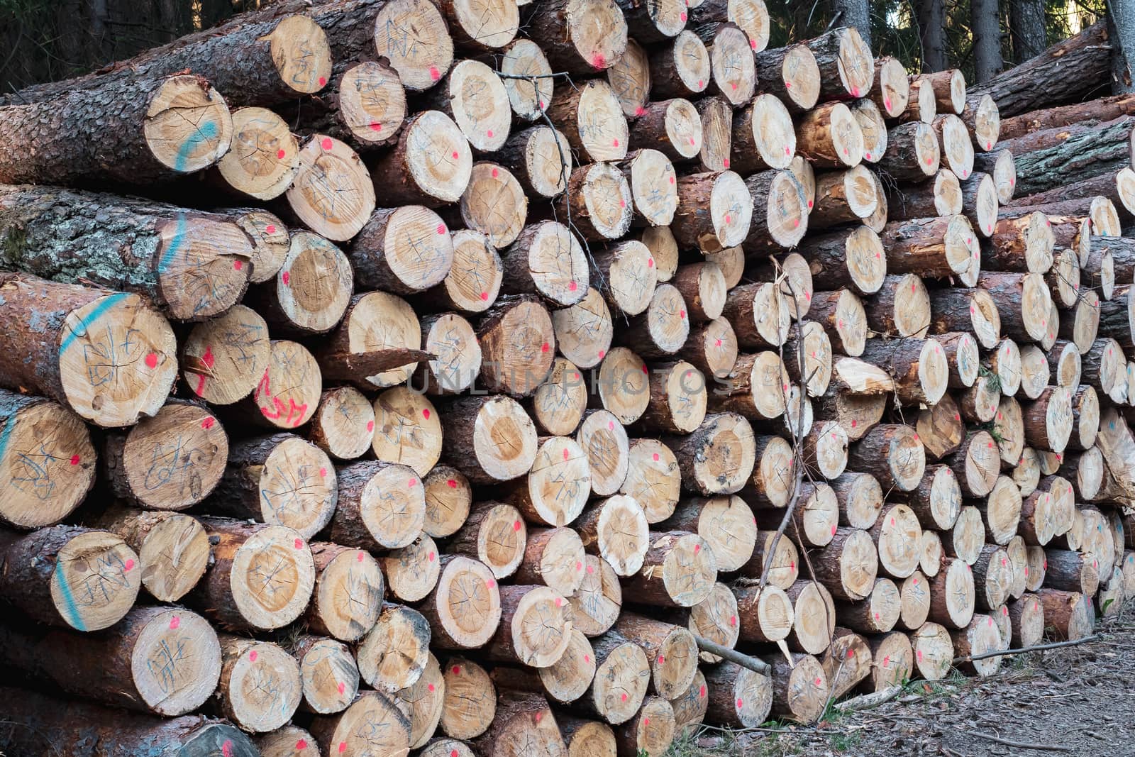 Pile of wood. A view of huge stacks of logs.