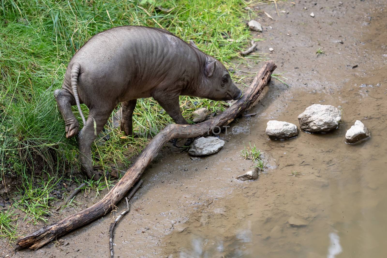 Babirusa Celebes (Babyrousa babyrussa) endangered animal species by xtrekx