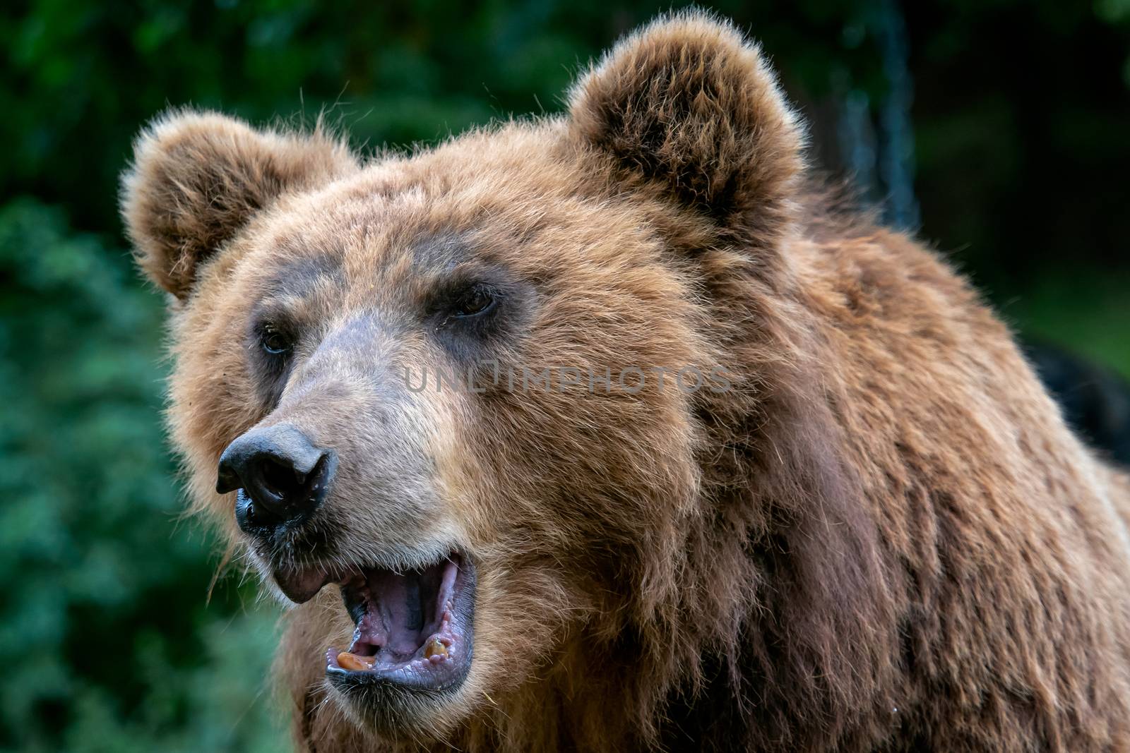 Portrait of brown bear (Ursus arctos beringianus). Kamchatka bro by xtrekx