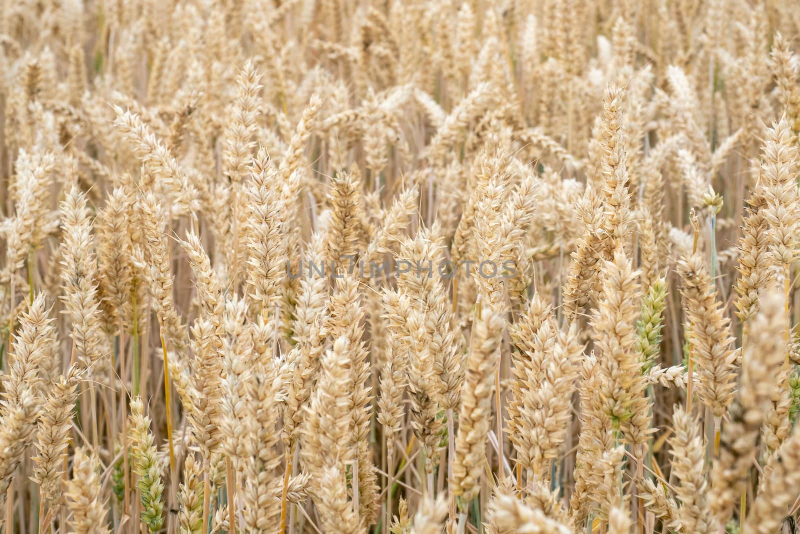 Wheat field. Golden ears of wheat on the field. Background of ripening ears of meadow wheat field. Rich harvest Concept