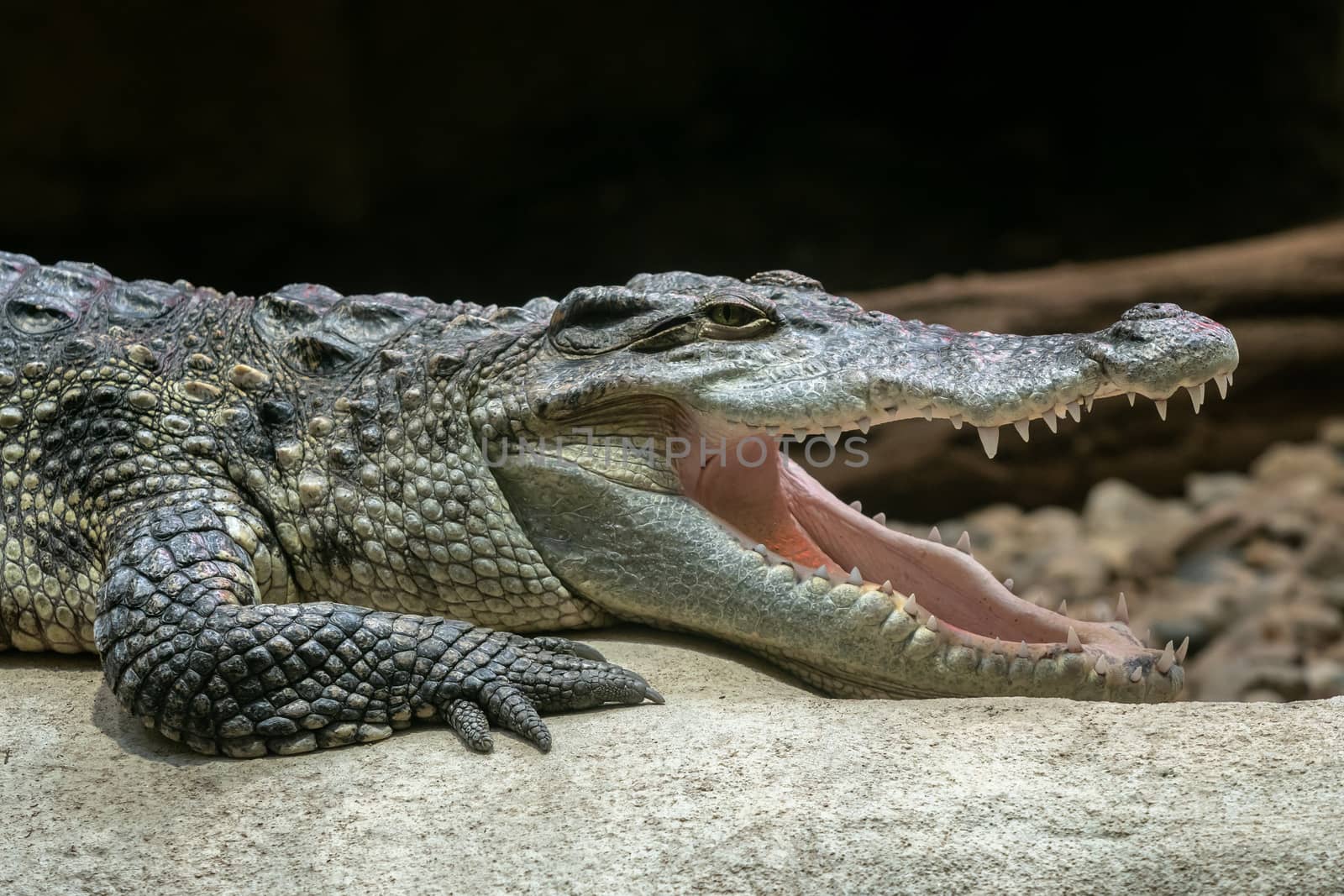 Siamese crocodile with open mouth (Crocodylus siamensis) by xtrekx