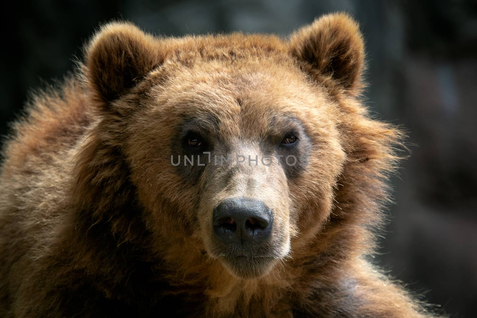 Portrait of brown bear (Ursus arctos beringianus). Kamchatka brown bear.