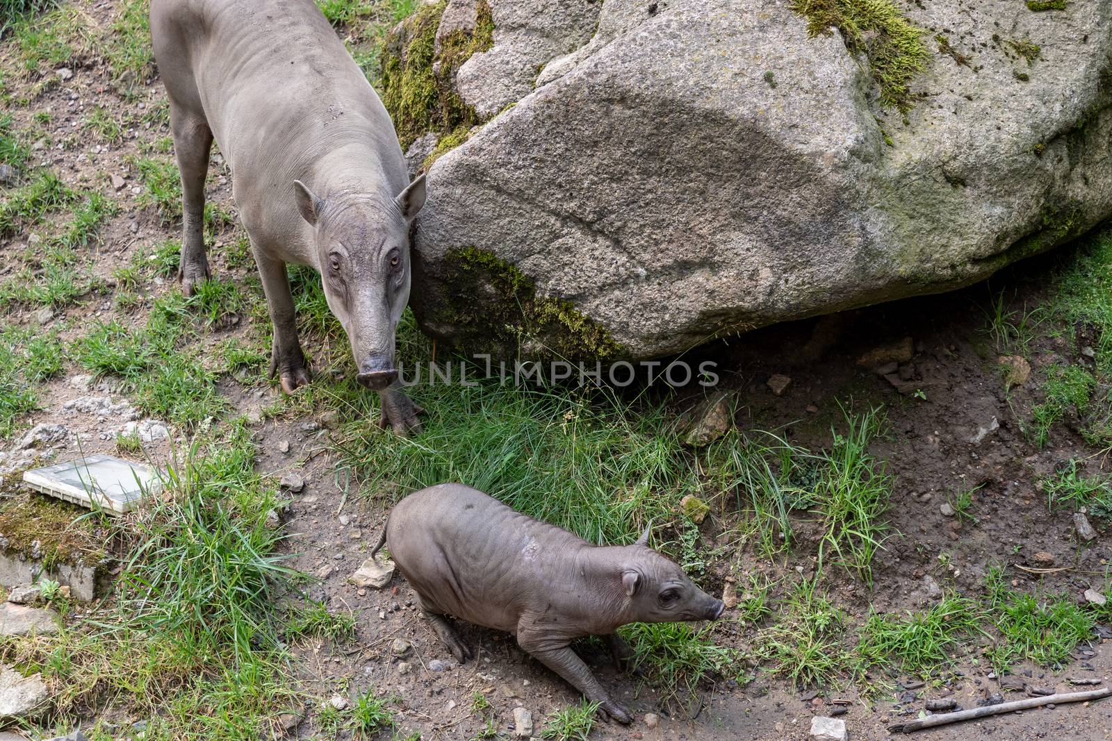 Babirusa Celebes (Babyrousa babyrussa) endangered animal species by xtrekx