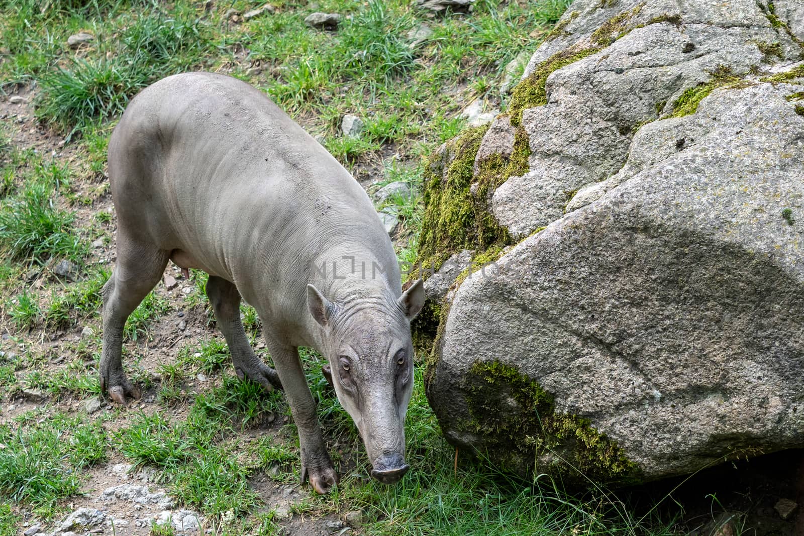 Babirusa Celebes (Babyrousa babyrussa) endangered animal species by xtrekx