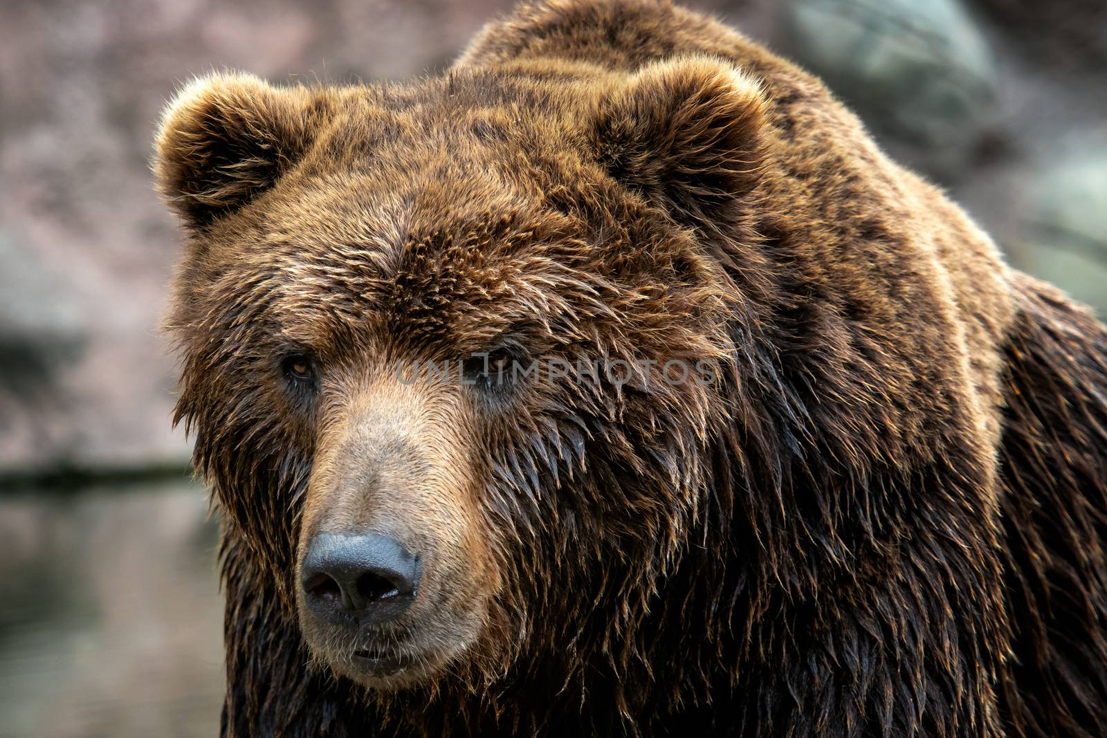 Kamchatka Brown bear (Ursus arctos beringianus). Brown fur coat, by xtrekx