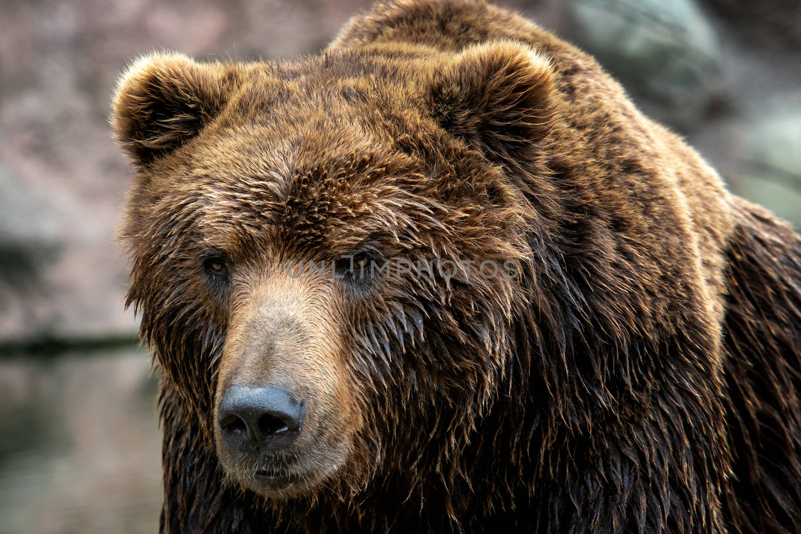 Kamchatka Brown bear (Ursus arctos beringianus). Brown fur coat, danger and aggresive animal. Big mammal from Russia.