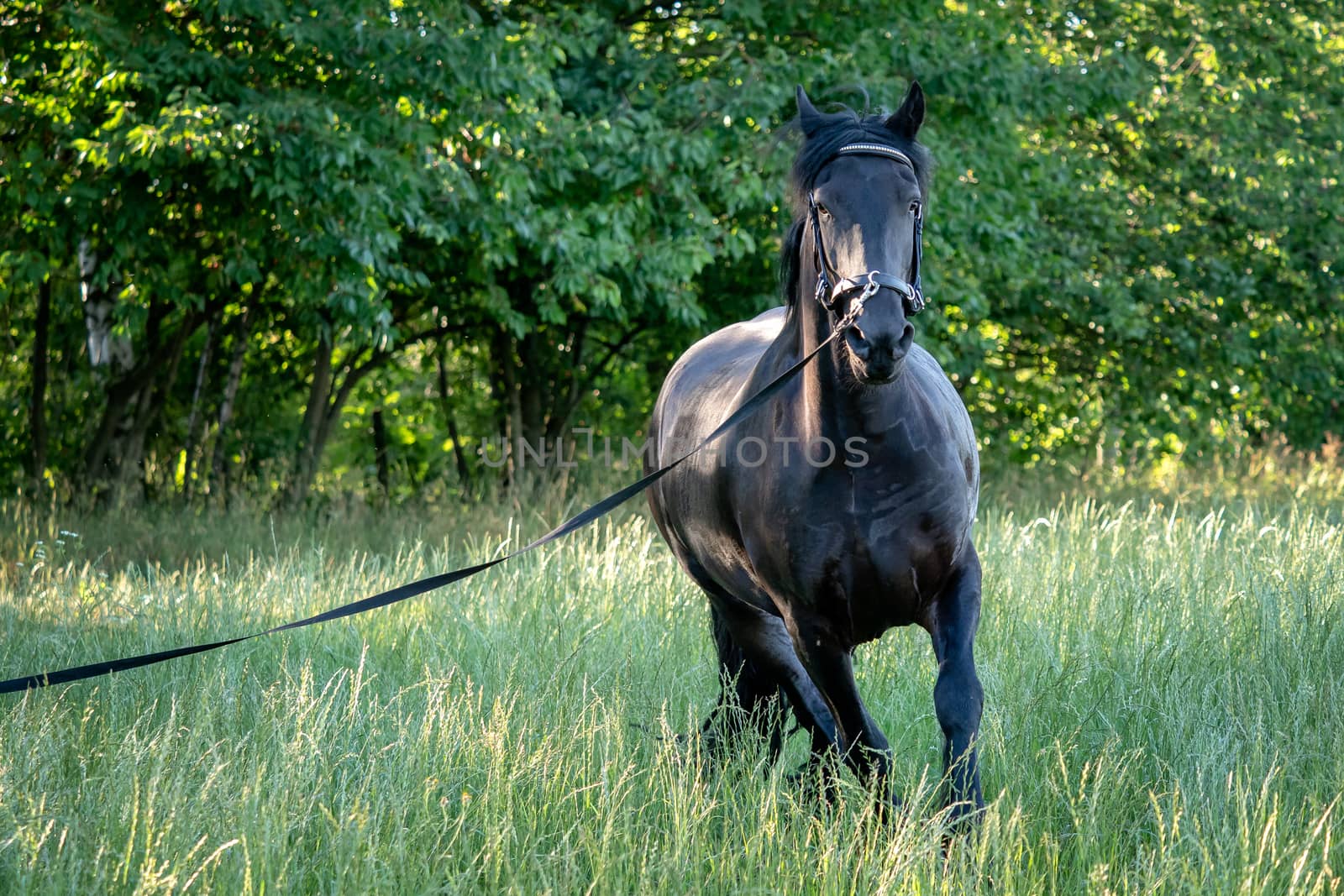 Black Friesian horse runs gallop in grass. Friesian horse running on halter. 
Rare breed of horses
