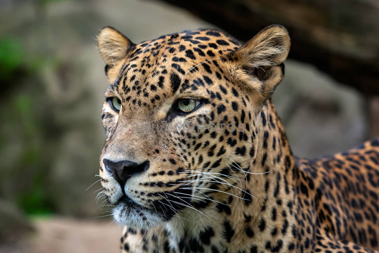 Ceylon leopard, Panthera pardus kotiya, Big spotted cat  by xtrekx