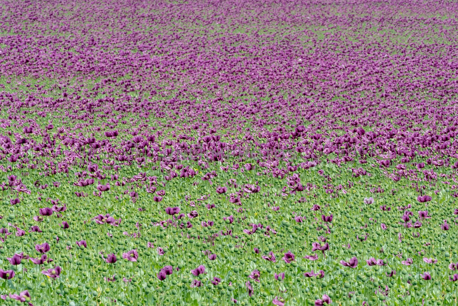 Purple poppy blossoms in a field. (Papaver somniferum). Poppies, by xtrekx