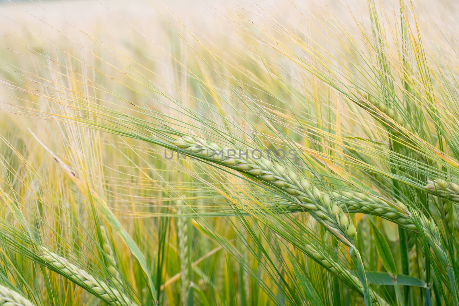 Wheat field. Green ears of wheat on the field. Background of ripening ears of meadow wheat field. Rich harvest Concept