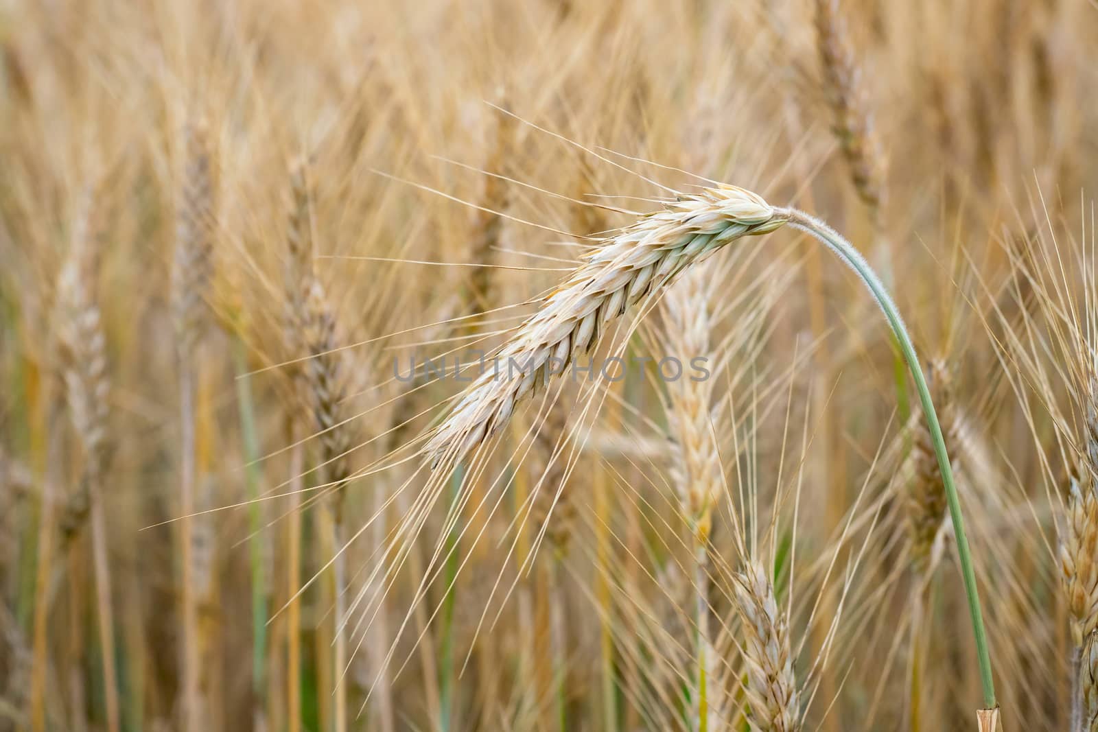 Wheat field. Golden ears of wheat on the field. Background of ripening ears of meadow wheat field. Rich harvest Concept