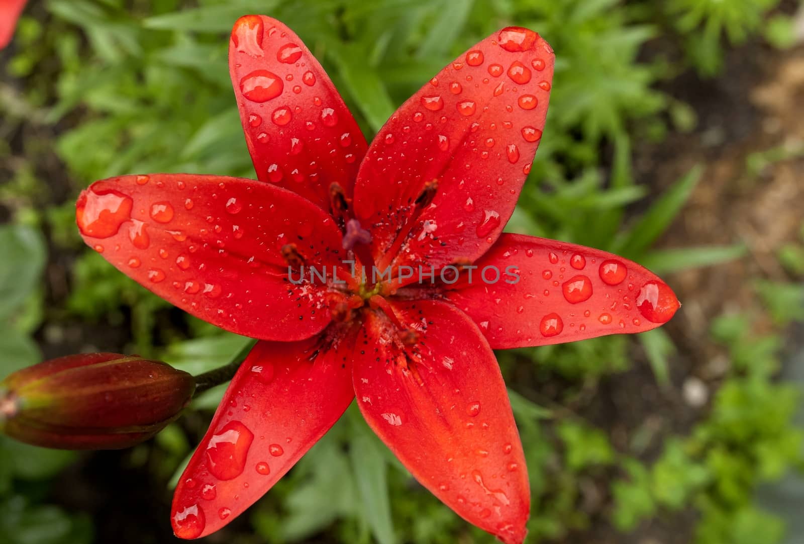 red Lily with raindrops on the petals on a cloudy day, narrow focus area