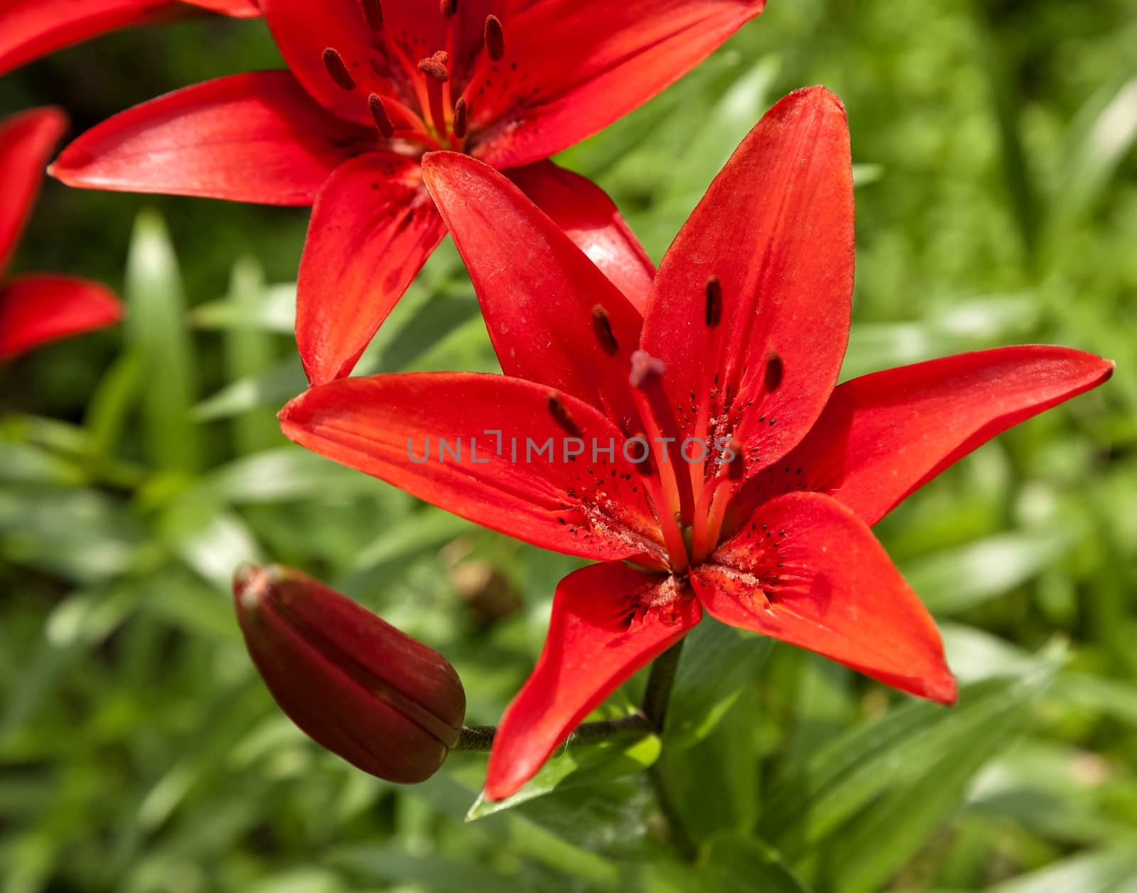 blooming red lilies in the garden on a Sunny day