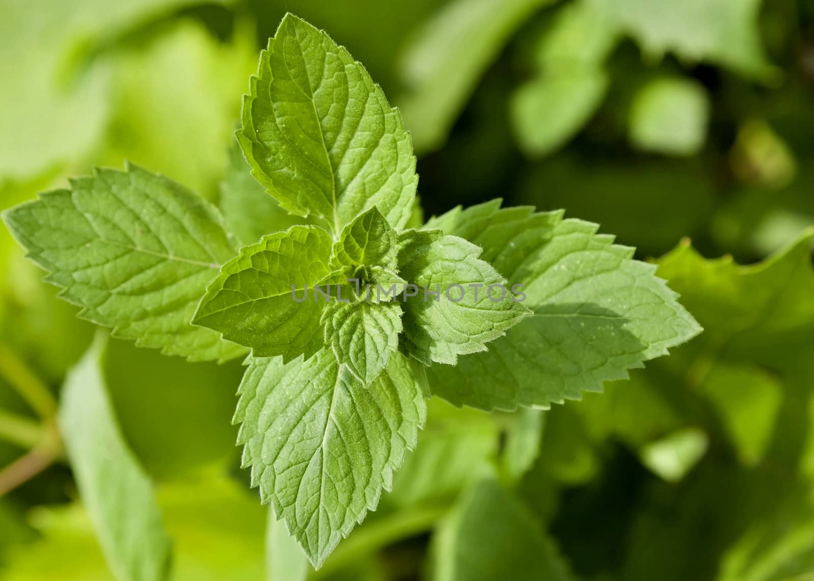 fragrant green mint in the garden close-up