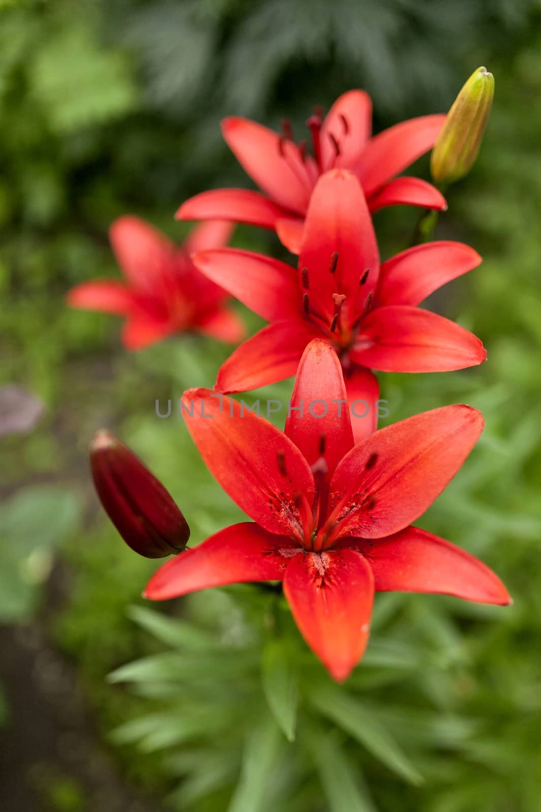 blooming red lilies in the garden on a Sunny day