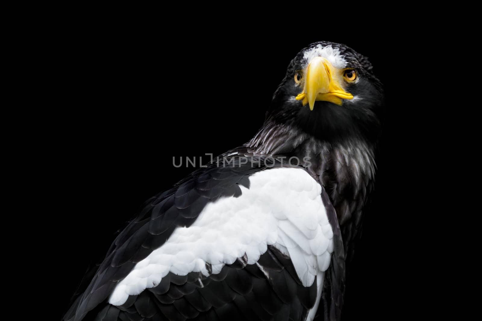Steller's sea eagle on black background - Haliaeetus pelagicus