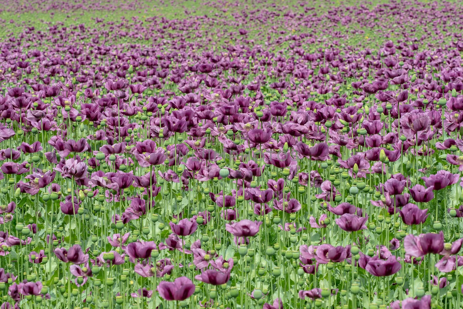 Purple poppy blossoms in a field. (Papaver somniferum). Poppies, agricultural crop.