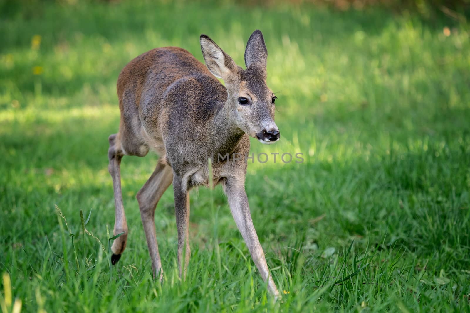 Running doe deer in grass, Capreolus capreolus. Wild roe deer in spring nature.