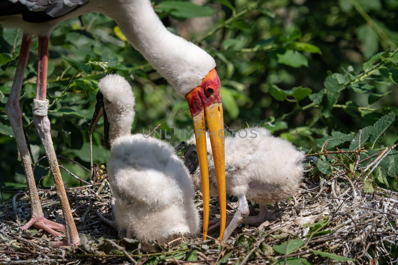 White stork (mycteria cinerea) feeding chicks. Bird's nest. Family mycteria cinerea in the nest.