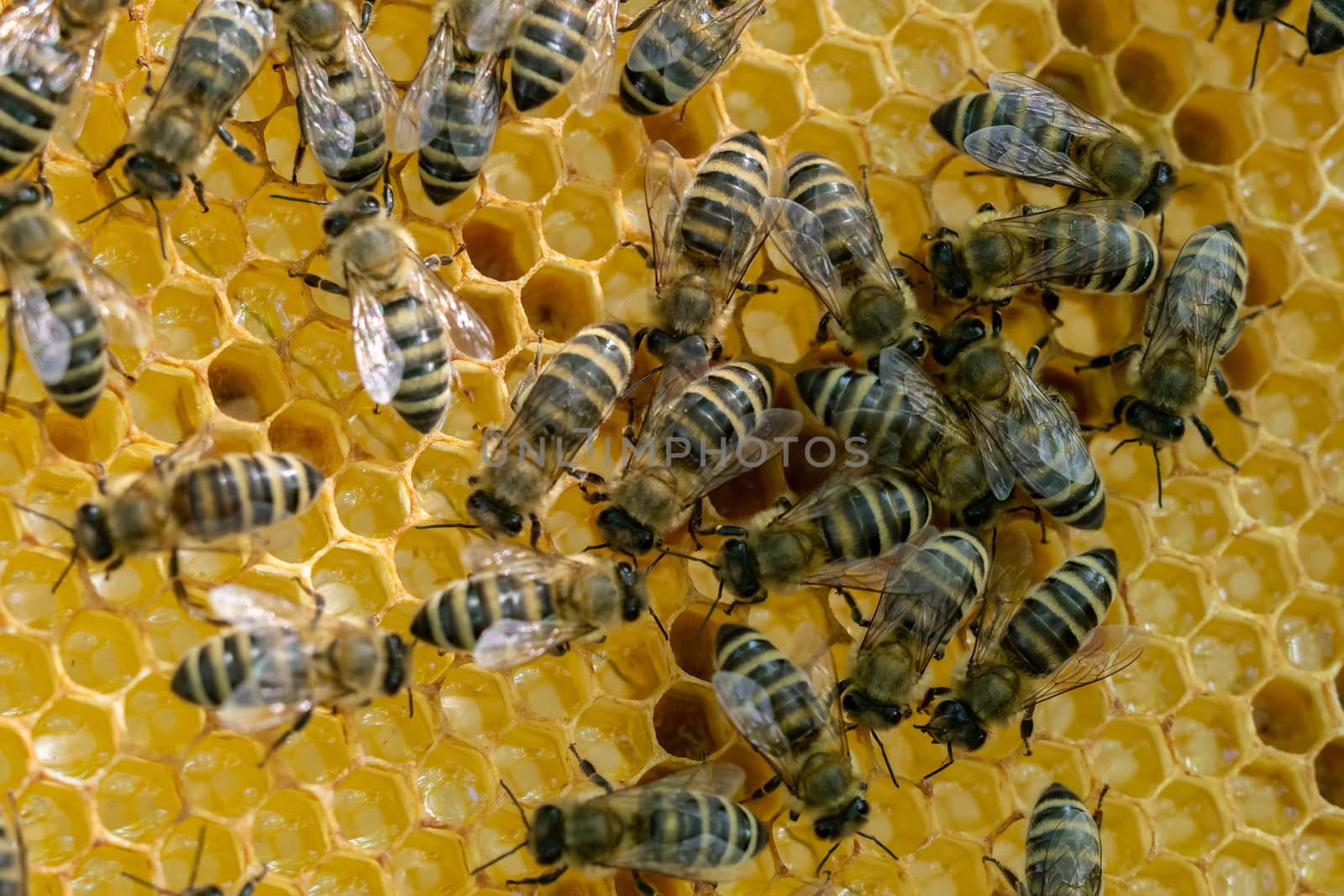 Honeycomb full of bees. Beekeeping concept. Bees in honeycomb.