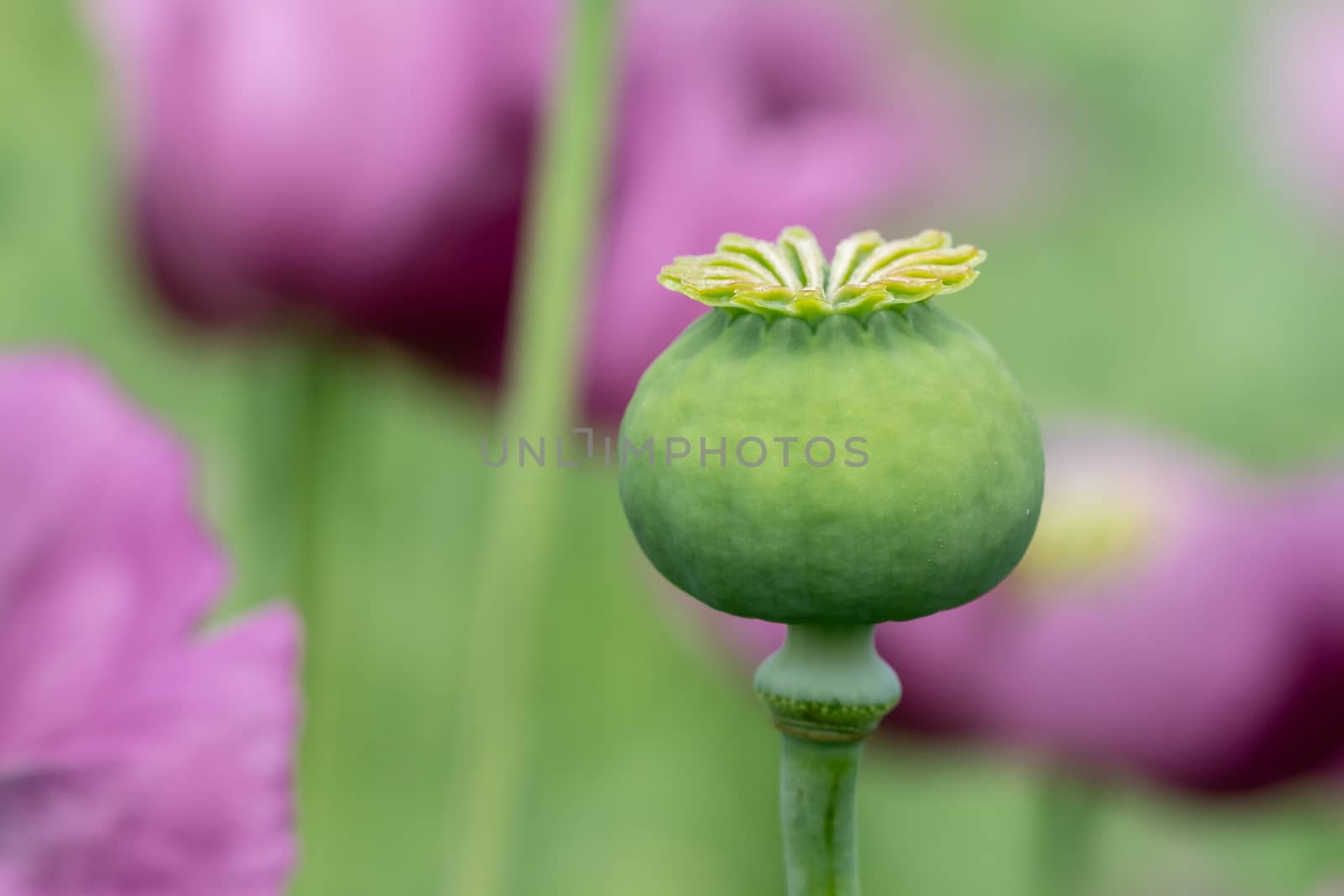 Green opium poppy capsules, purple poppy blossoms in a field. (Papaver somniferum). Poppies, agricultural crop.