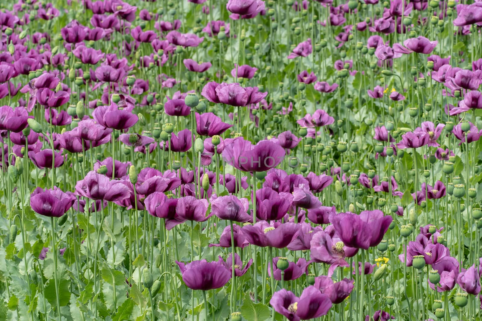 Purple poppy blossoms in a field. (Papaver somniferum). Poppies, agricultural crop.