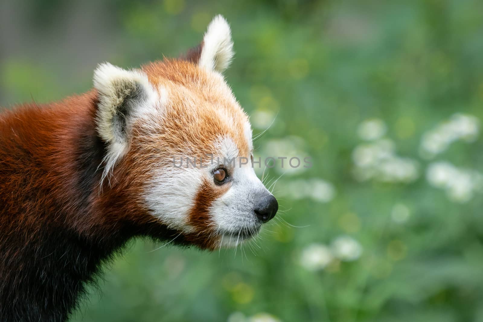 Red panda (Ailurus fulgens) on the tree. Cute panda bear in forest habitat.