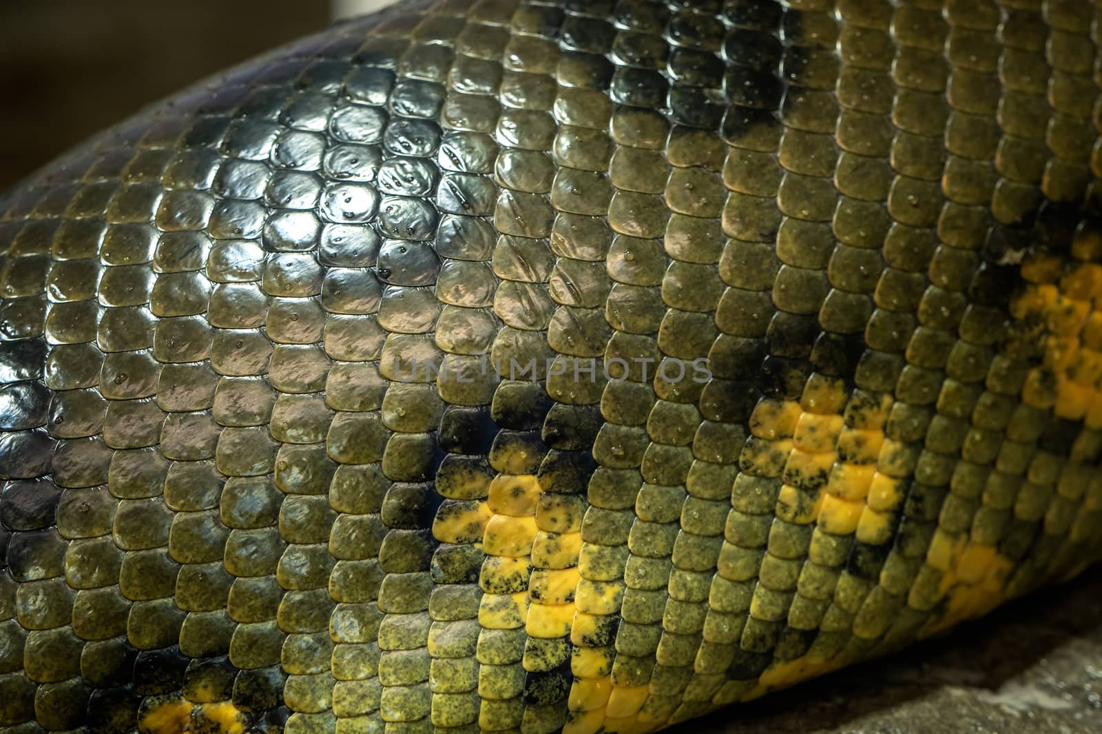 Detail of a large anaconda snake (Eunectes murinus) skin from alive body