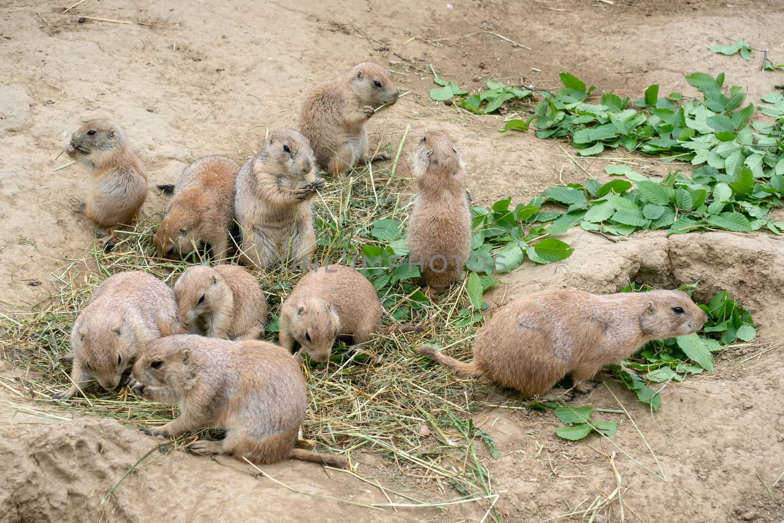 Prairie dogs (Cynomys ludovicianus) sit and nibble the leaves from twigs