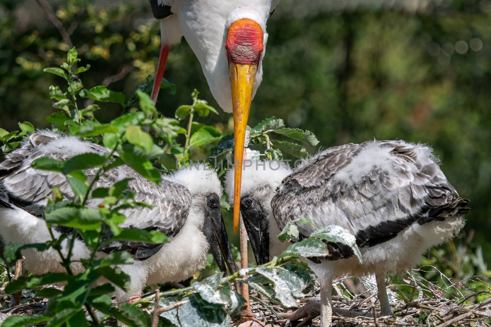 White stork (mycteria cinerea) feeding chicks. Bird's nest. Family mycteria cinerea in the nest.