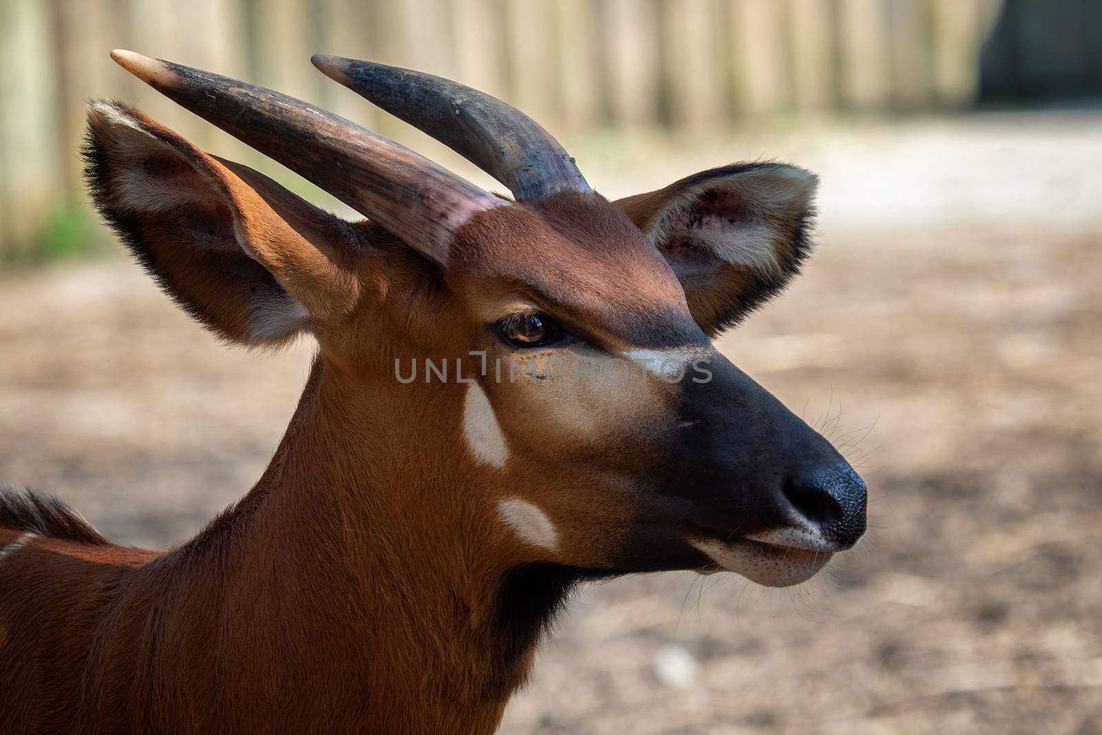 Bongo antelope (Boocercus euryceros isaaci)