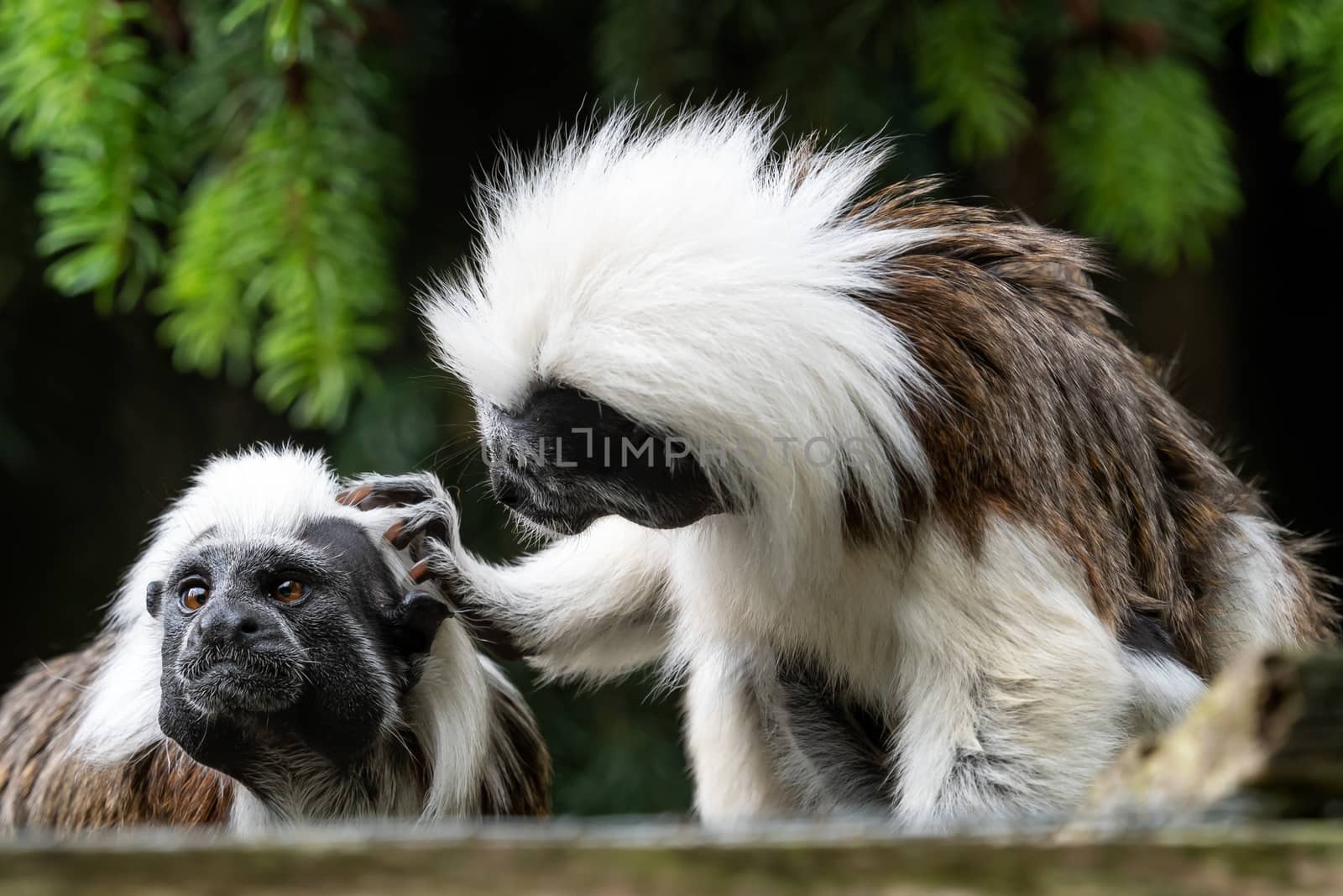 Cotton-top tamarin (Saguinus oedipus) little monkeys