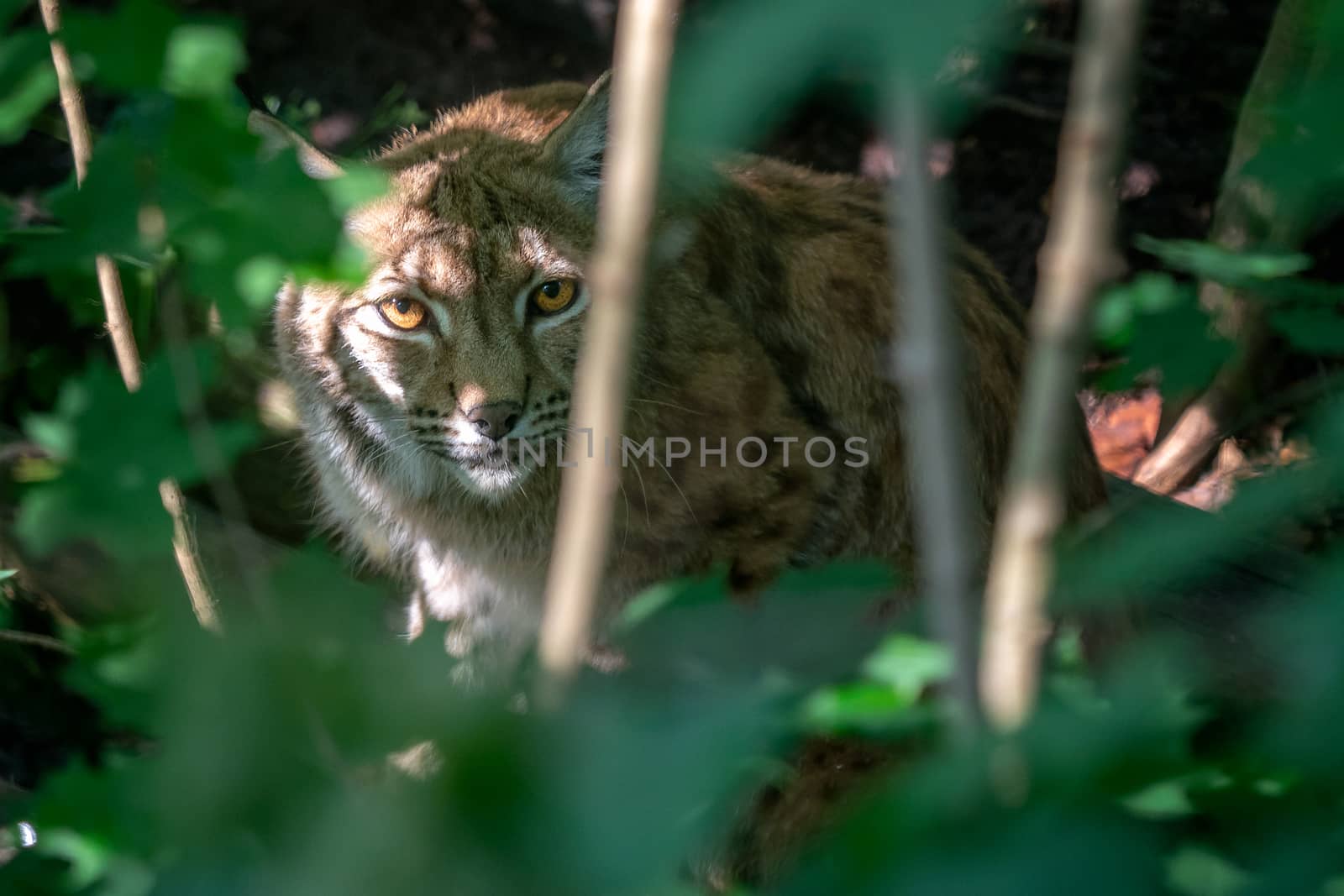 Eurasian Lynx, portrait of wild cat hidden behind green branch,  by xtrekx