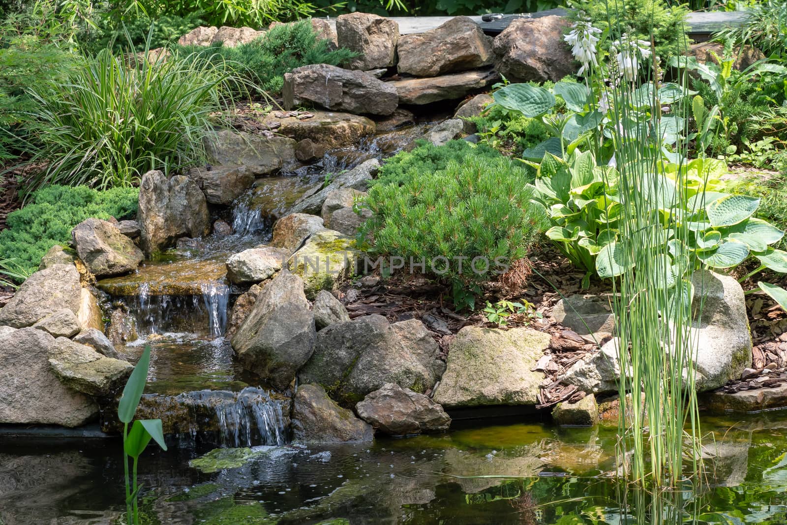 Garden waterfall. Garden pond with water flowers. Beautiful pond in a backyard surrounded with stone during.