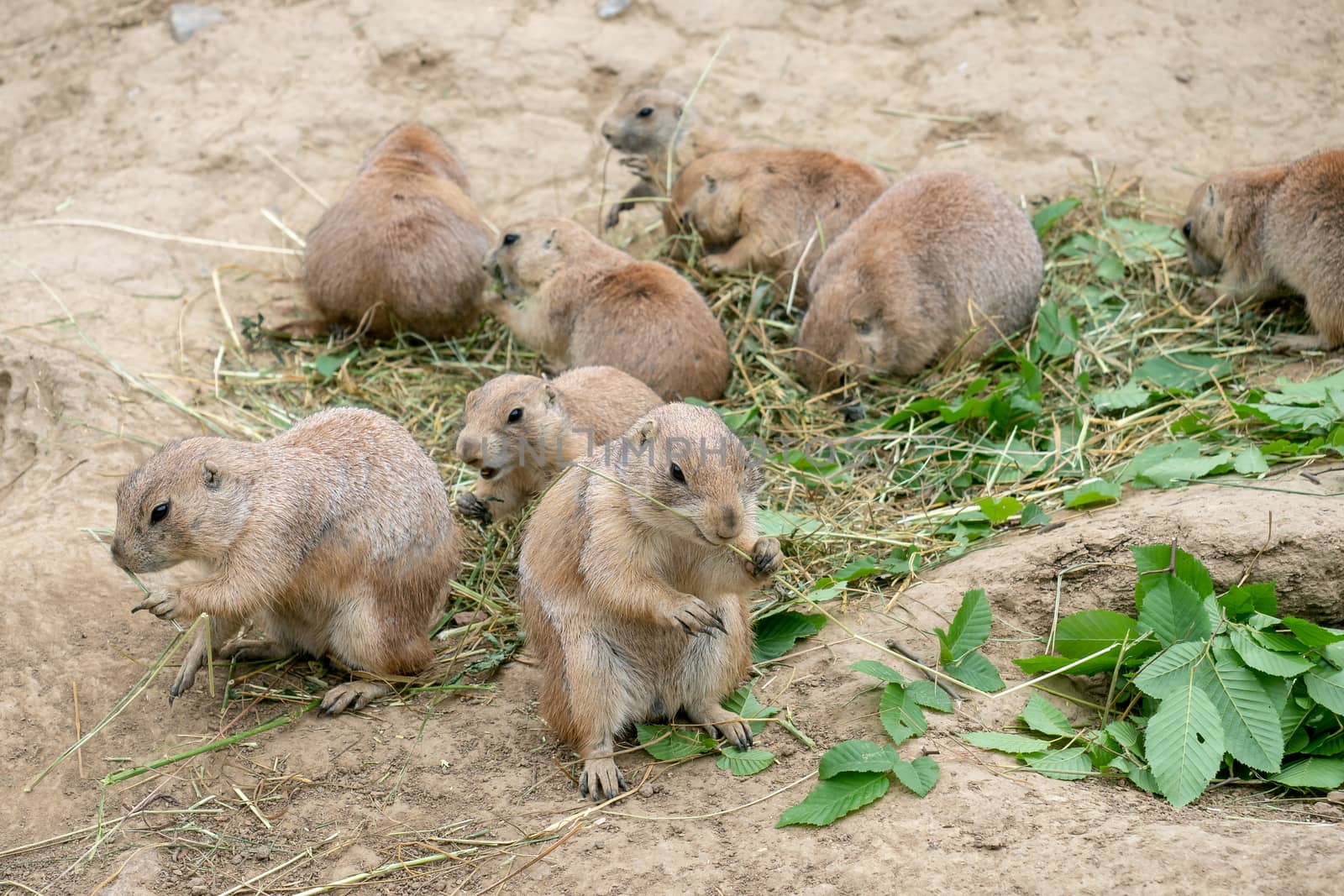 Prairie dogs (Cynomys ludovicianus) sit and nibble the leaves fr by xtrekx