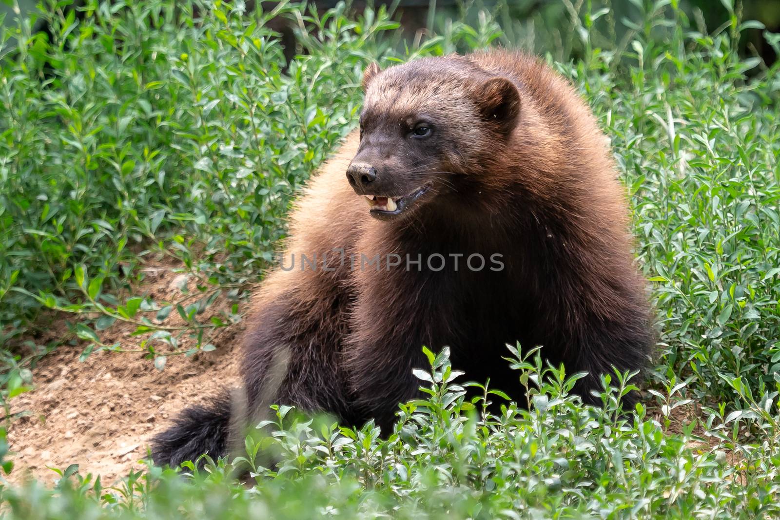 Wolverine, Gulo gulo, sitting on a meadow also called glutton, c by xtrekx