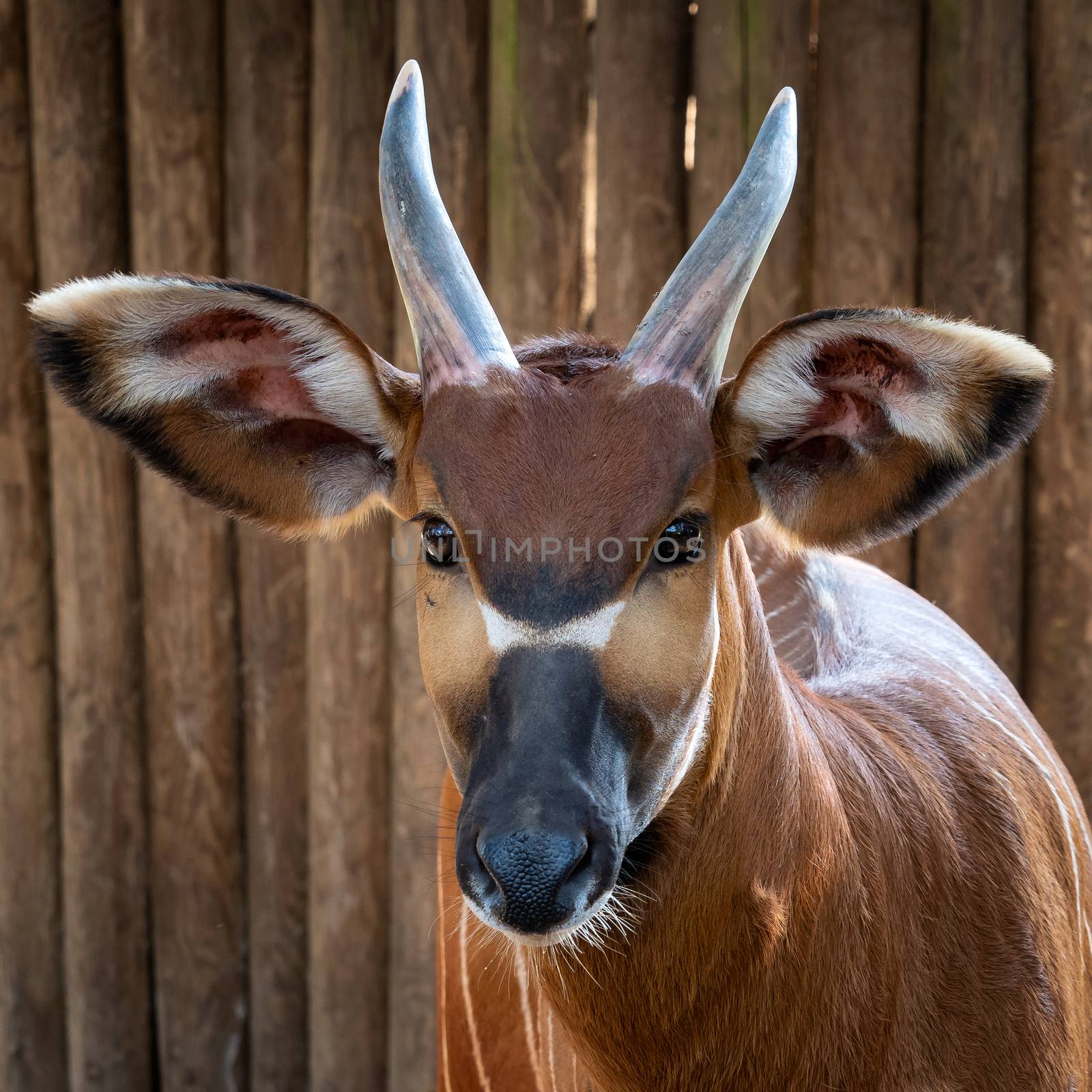 Bongo antelope (Boocercus euryceros isaaci) by xtrekx