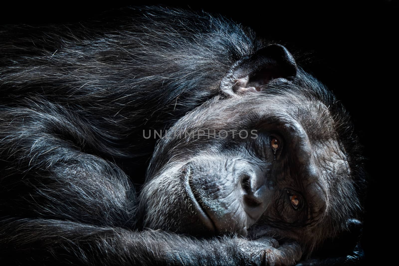 Portrait of the chimpanzee (Pan Troglodytes)  by xtrekx