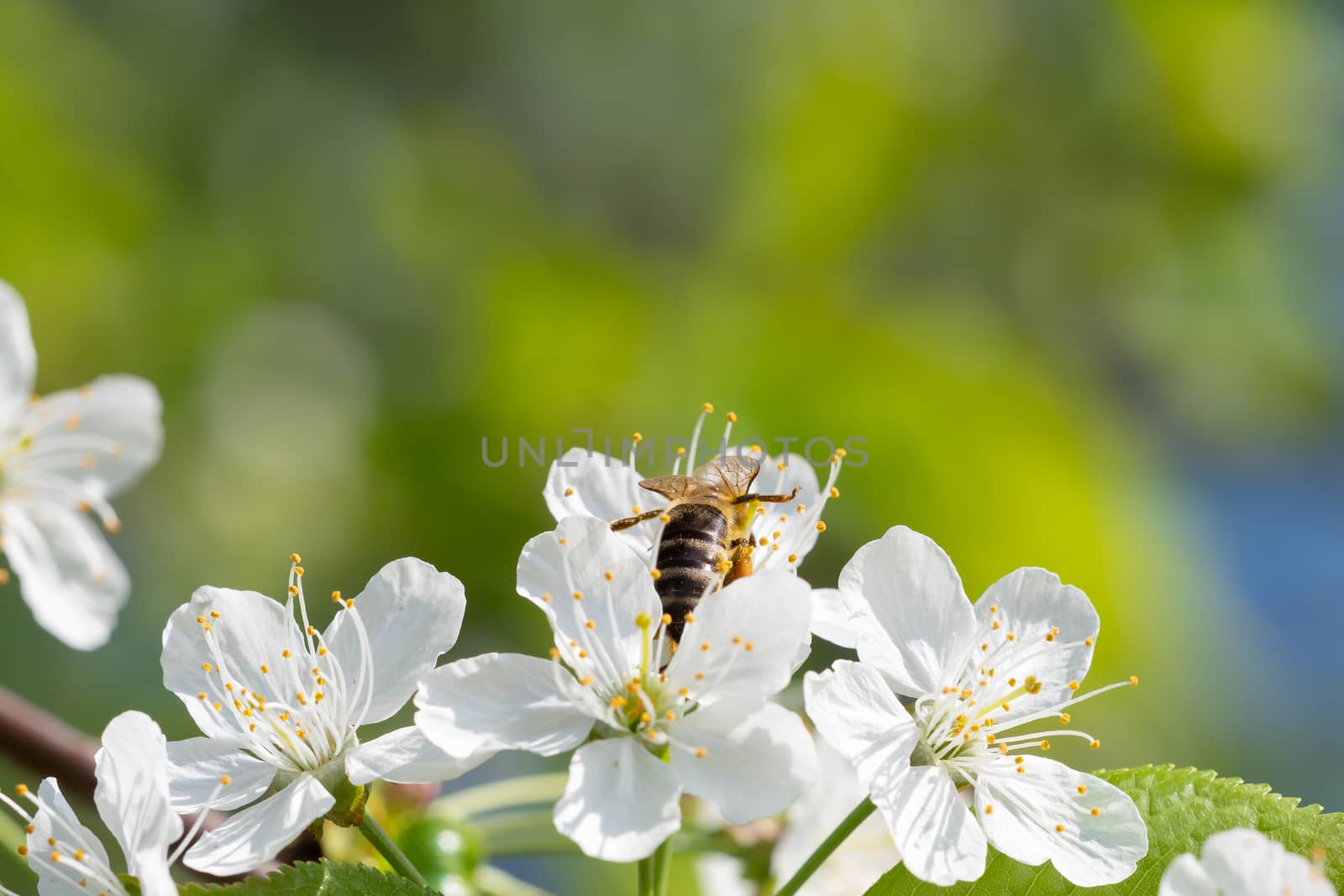 Bee on a cherry blossoms. Spring floral background. Cherry flowers blossoming in the springtime.