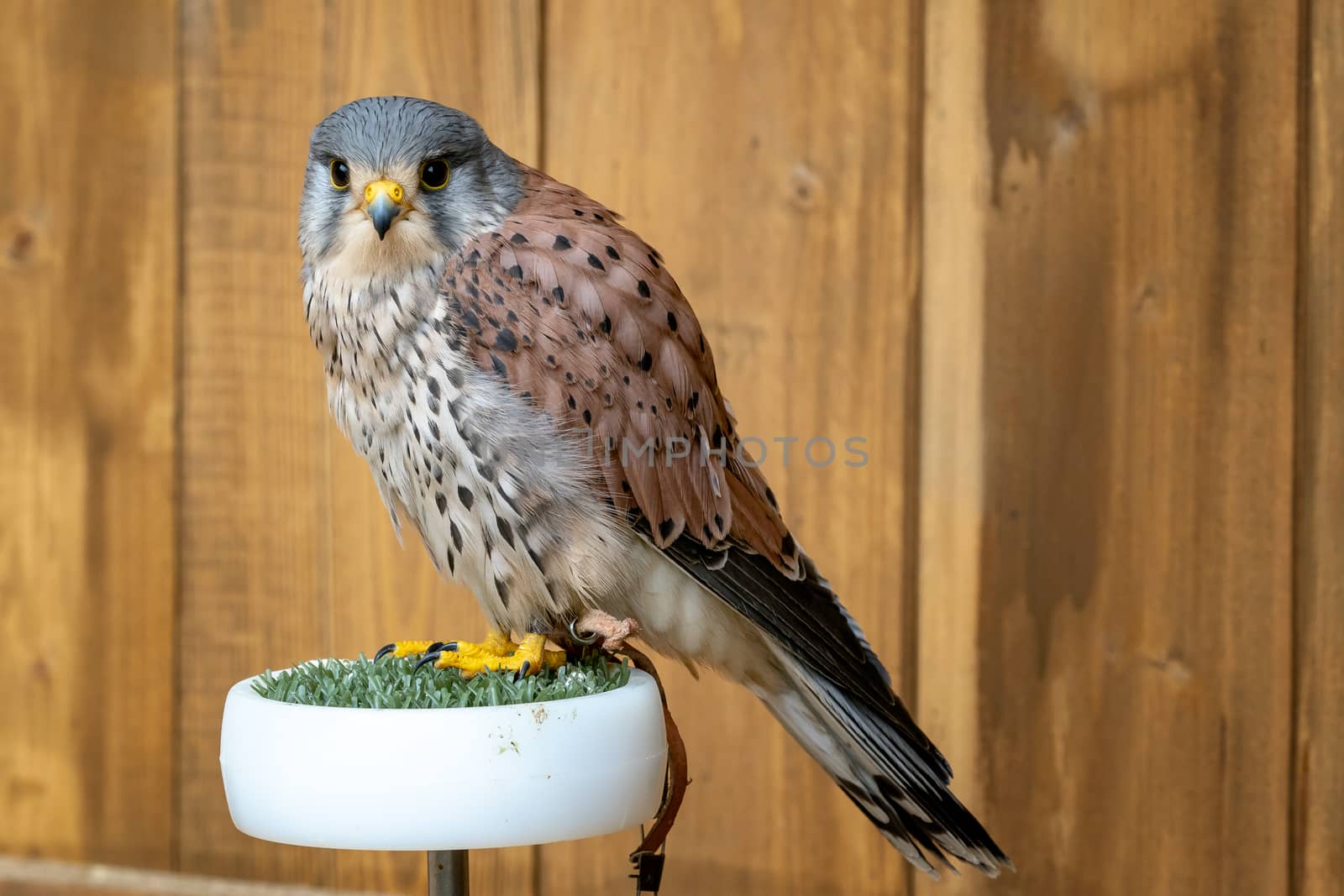 Common kestrel, Falco tinnunculus bird of prey portrait