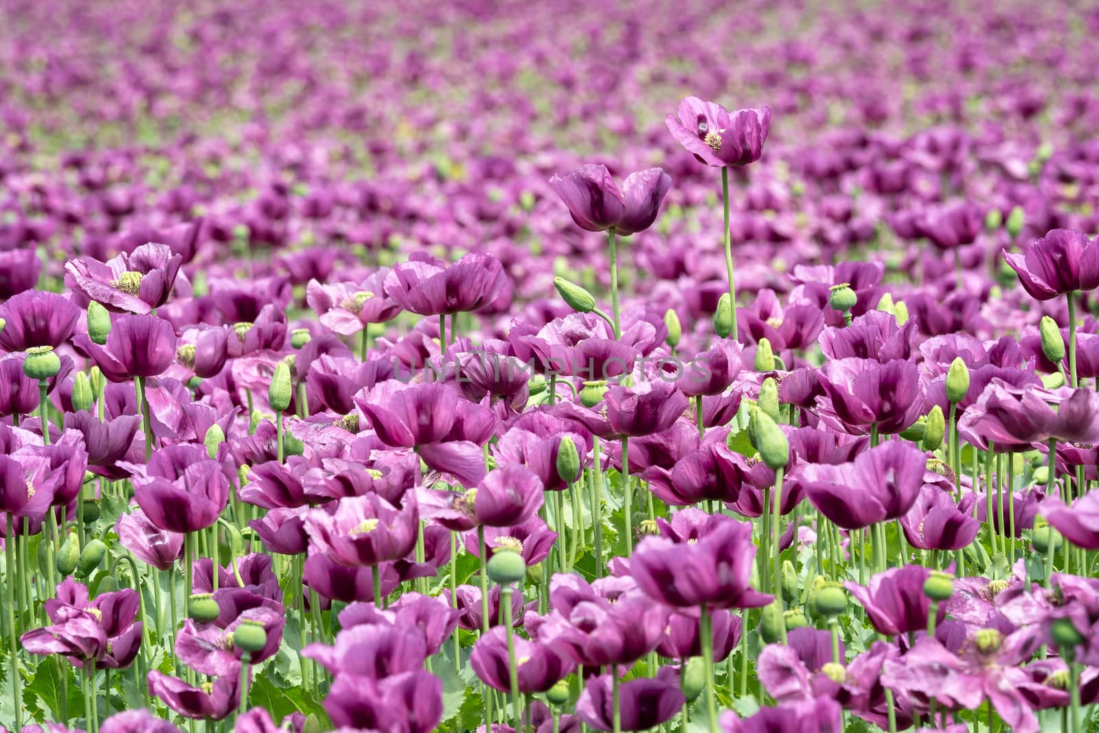 Purple poppy blossoms in a field. (Papaver somniferum). Poppies, by xtrekx
