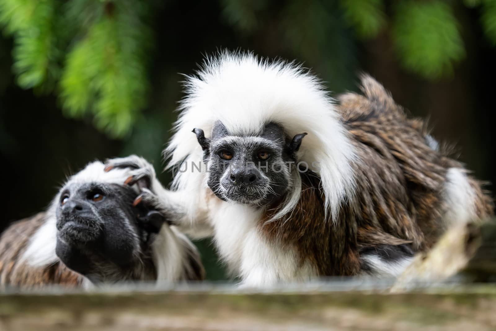 Cotton-top tamarin (Saguinus oedipus) little monkeys